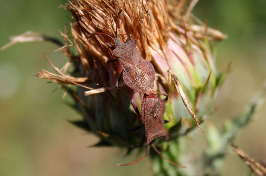 Coreidae: Coreus marginatus? Sì